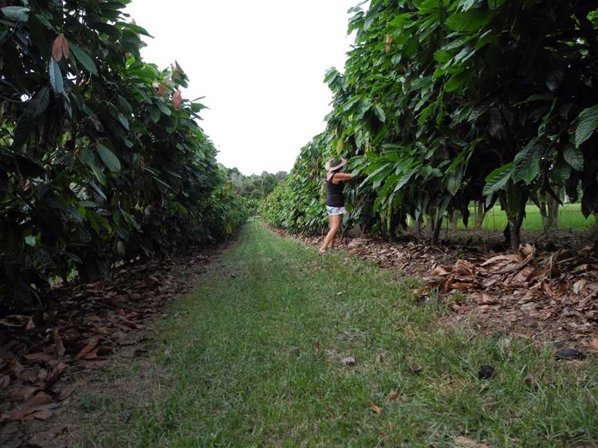 Charley's Chocolate Tour, Mission Beach, QLD