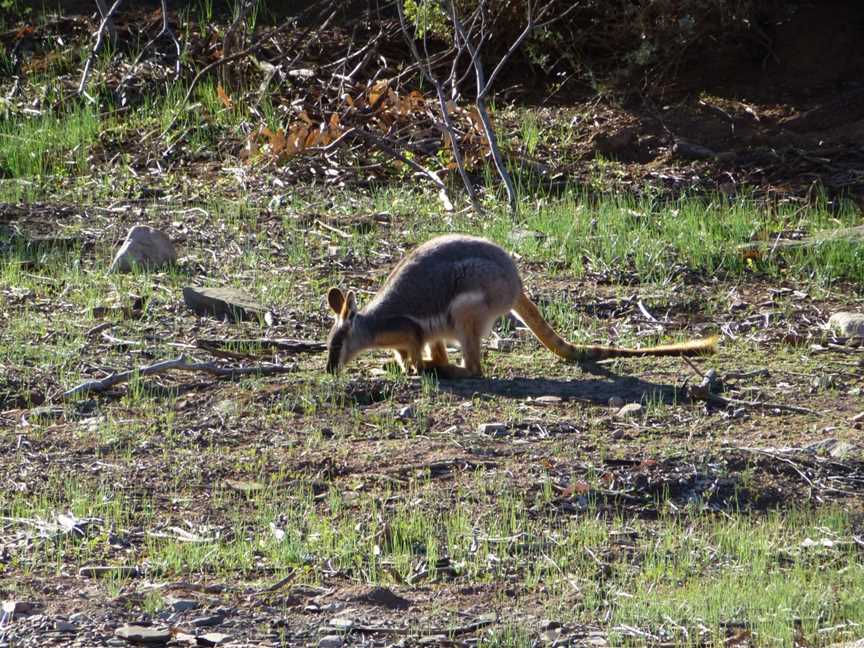 4WD Aussie Swagabout Tours - Flinders Ranges, Flinders Ranges, SA