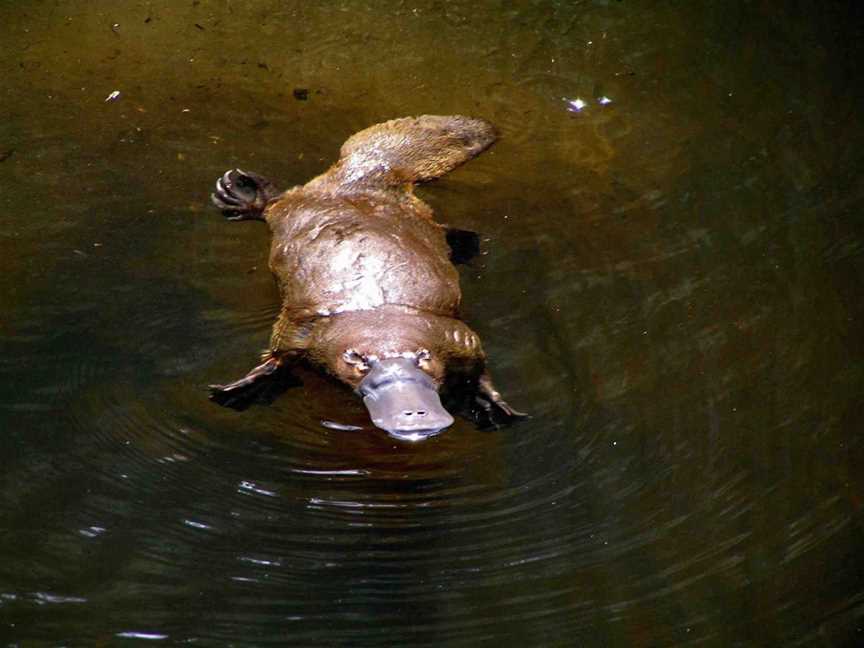 Wild Platypus, Burnie, TAS