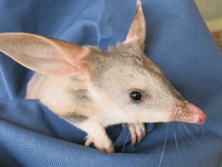 Charleville Bilby Experience, Charleville, QLD