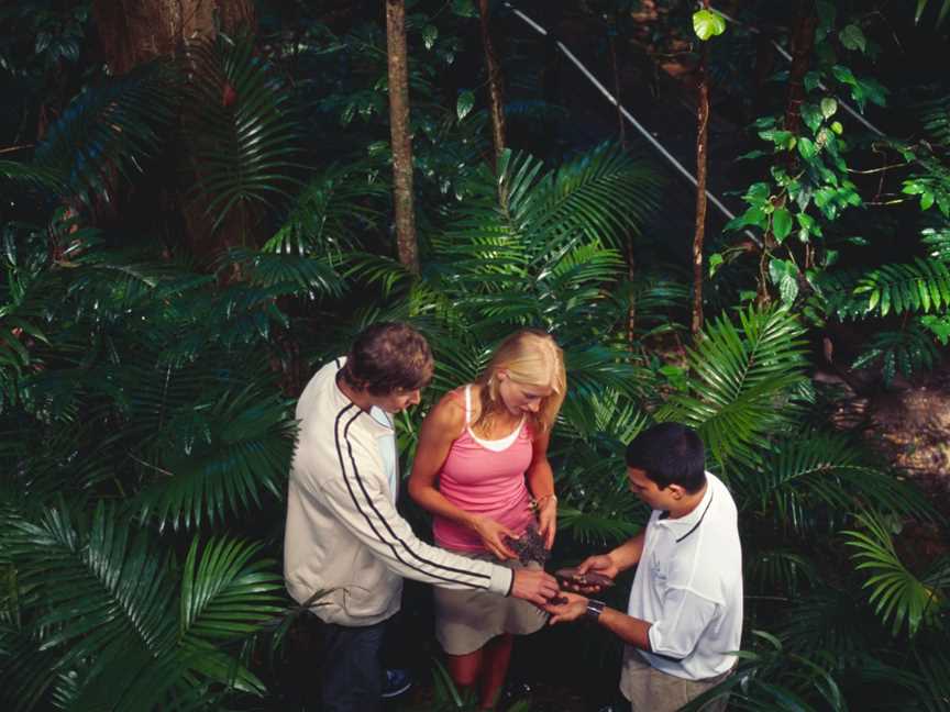 Ngana Julaymba Dungay: We All Going Daintree - Half Day - Walkabout Cultural Adventures, Port Douglas, QLD