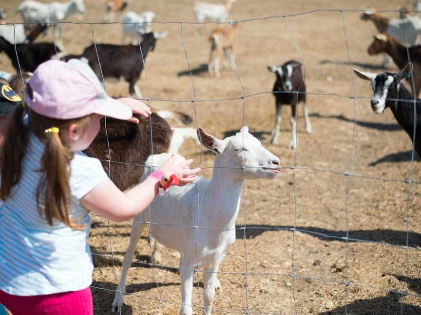 Naughty Little Kids Goat Dairy, Peak Crossing, QLD