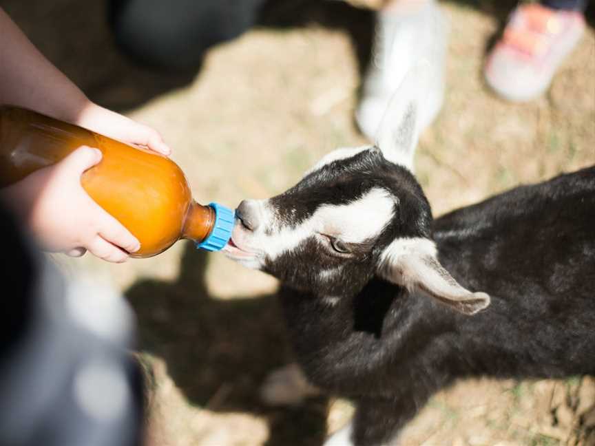 Naughty Little Kids Goat Dairy, Peak Crossing, QLD