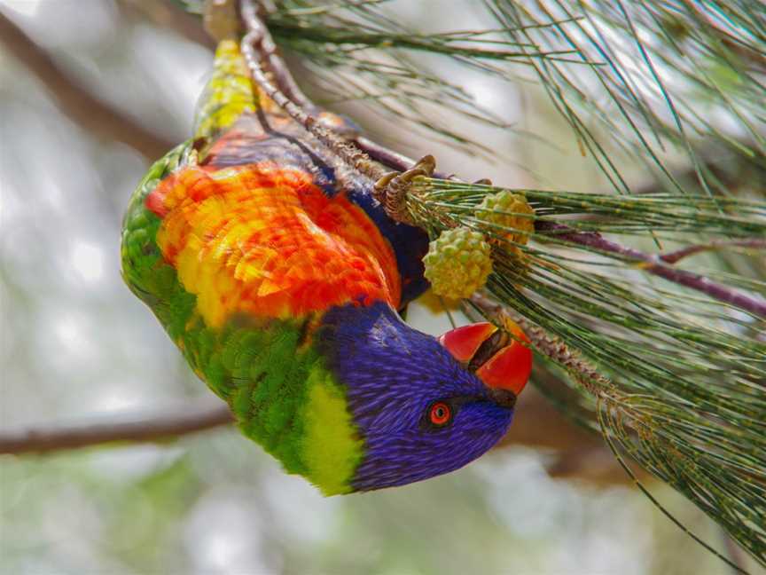 Magnetic Islands BEST Bus Tours, Magnetic Island, QLD