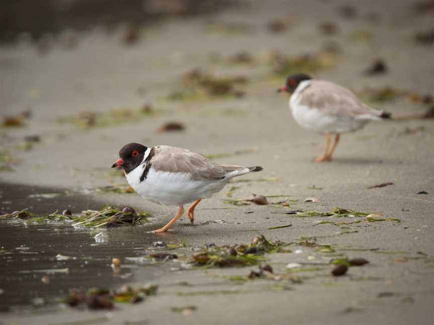 Private Photo-oriented Nature and Wildlife Tours from Hobart - Shutterbug Walkabouts Tasmania, Hobart, TAS