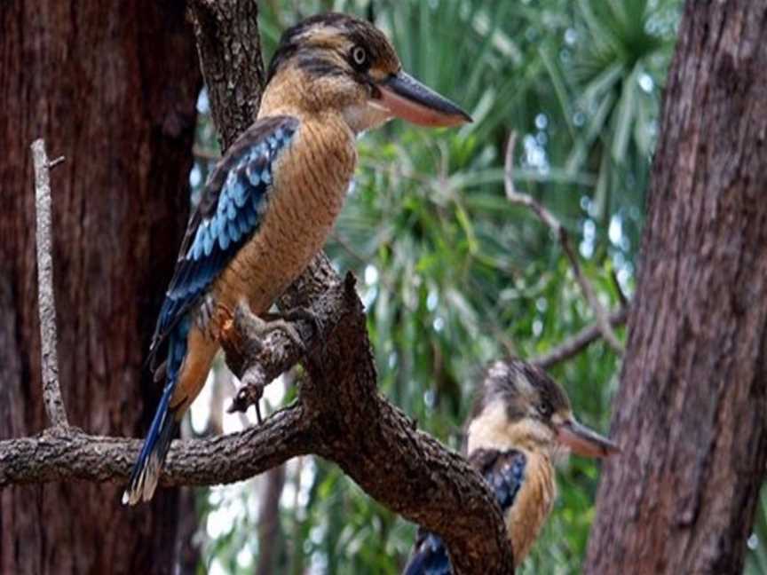 Willis’s Walkabouts, Darwin, NT