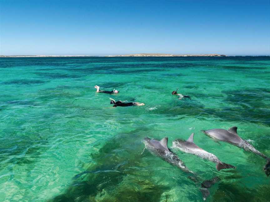 Baird Bay Ocean Eco Experience, Baird Bay, SA