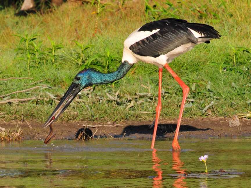 Wetland Cruises, Marrakai, NT