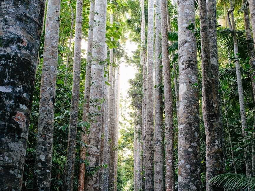 Original Day Tour to Paronella Park, Lake Barrine, Milla Milla Falls, Cairns City, QLD