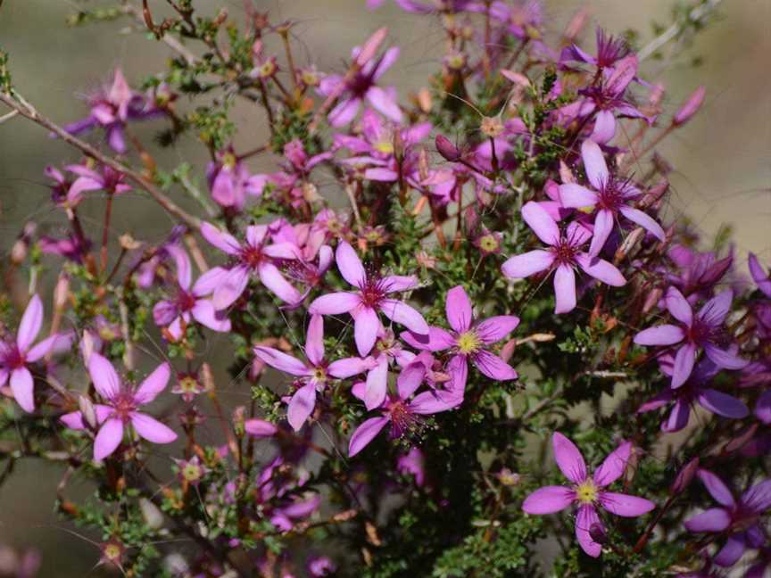 Perth Birds and Bush, Leeming, WA