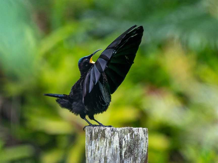 Cassowary Tours, Topaz, QLD