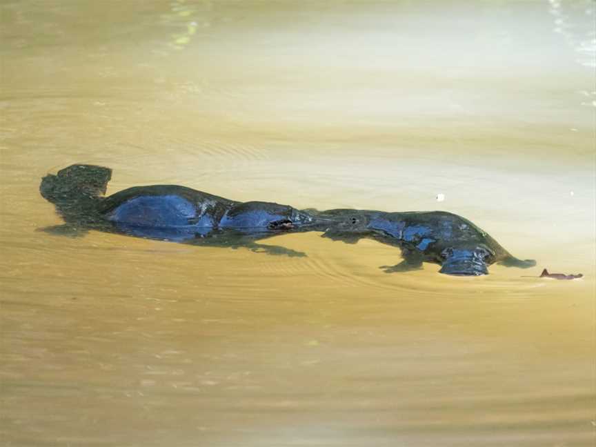 Cassowary Tours, Topaz, QLD