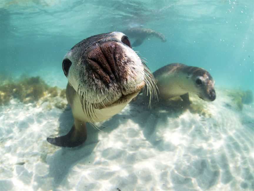 Turquoise Safaris, Jurien Bay, WA