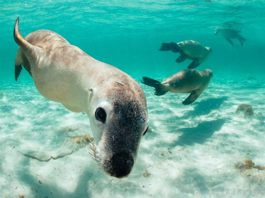 Turquoise Safaris, Jurien Bay, WA