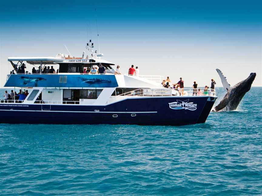 Tasman Venture Whale Watching Hervey Bay, Hervey Bay, QLD