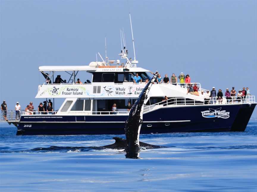 Tasman Venture Whale Watching Hervey Bay, Hervey Bay, QLD