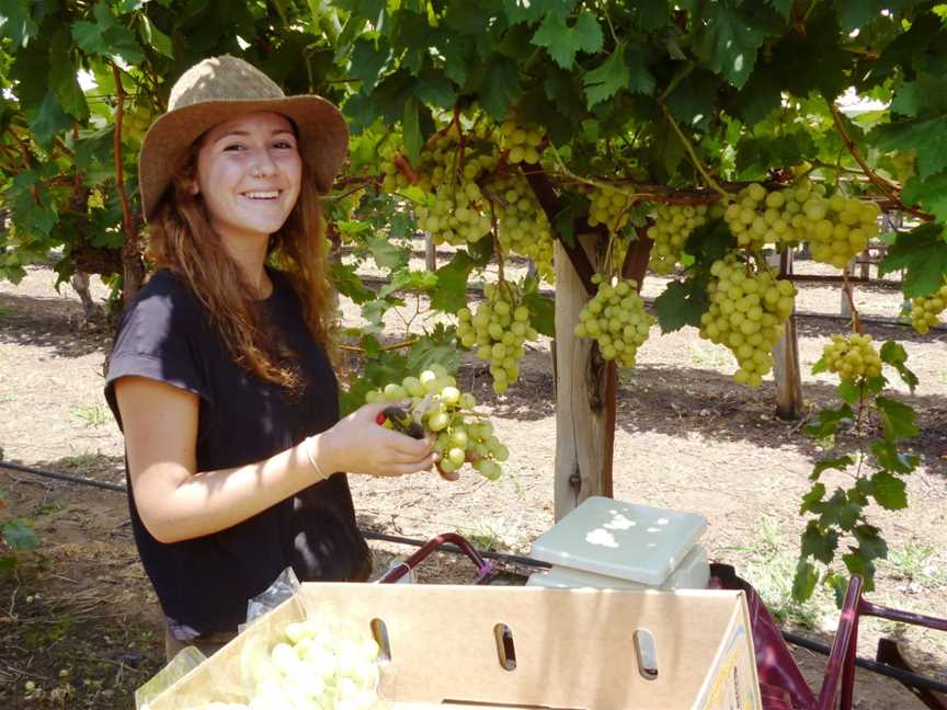 Cotton Farm and Vineyard Tour, St George, QLD