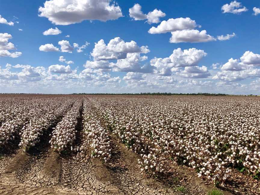 Cotton Farm and Vineyard Tour, St George, QLD