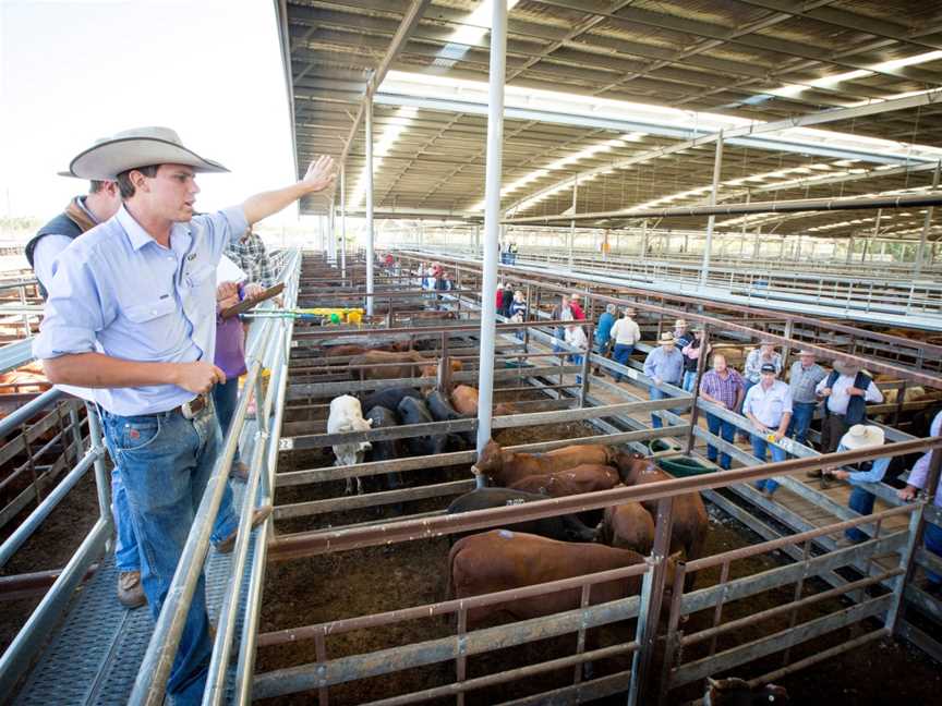 Dalby Saleyards Tours - WDRC, Dalby, QLD