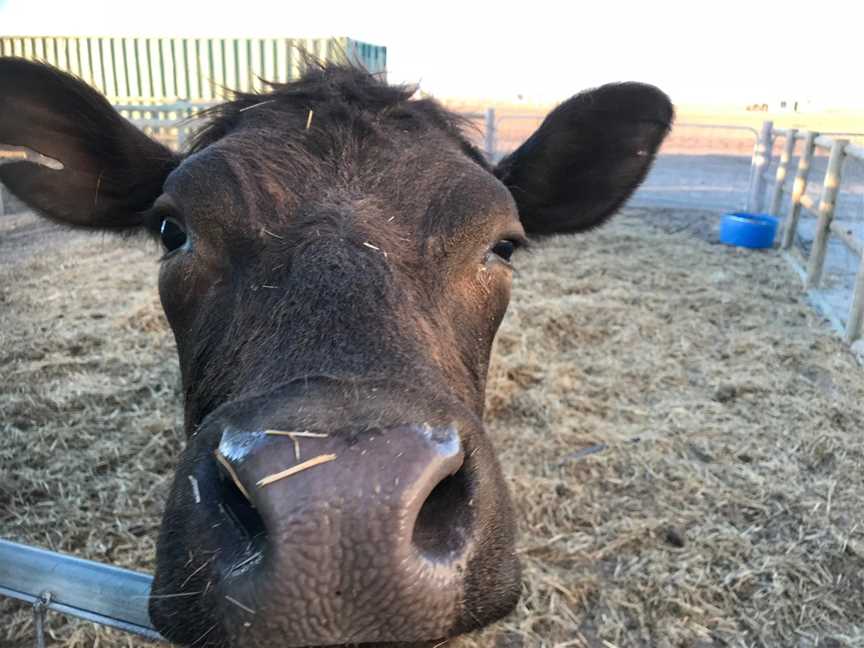 Tarnasey Farm Little Farmer Tours, Wallaroo, SA