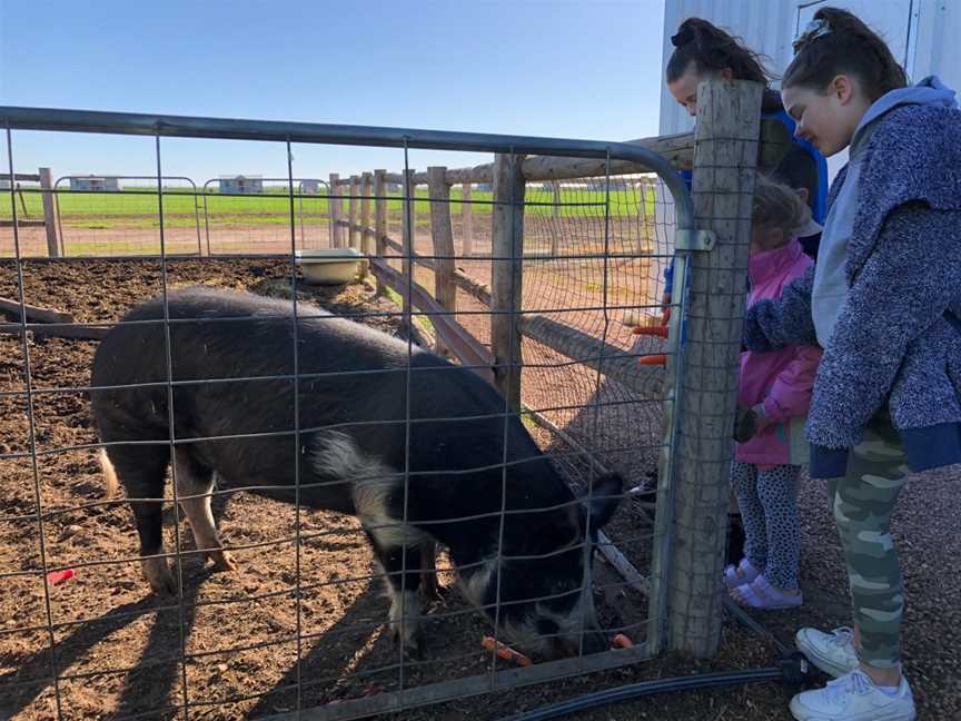 Tarnasey Farm Little Farmer Tours, Wallaroo, SA