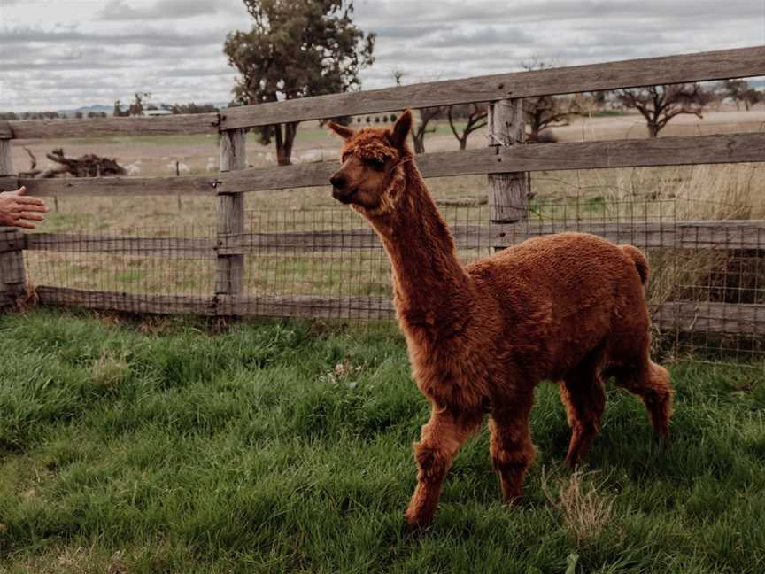 Wallinga Farm Tour - Mudgee, Spring Flat, NSW