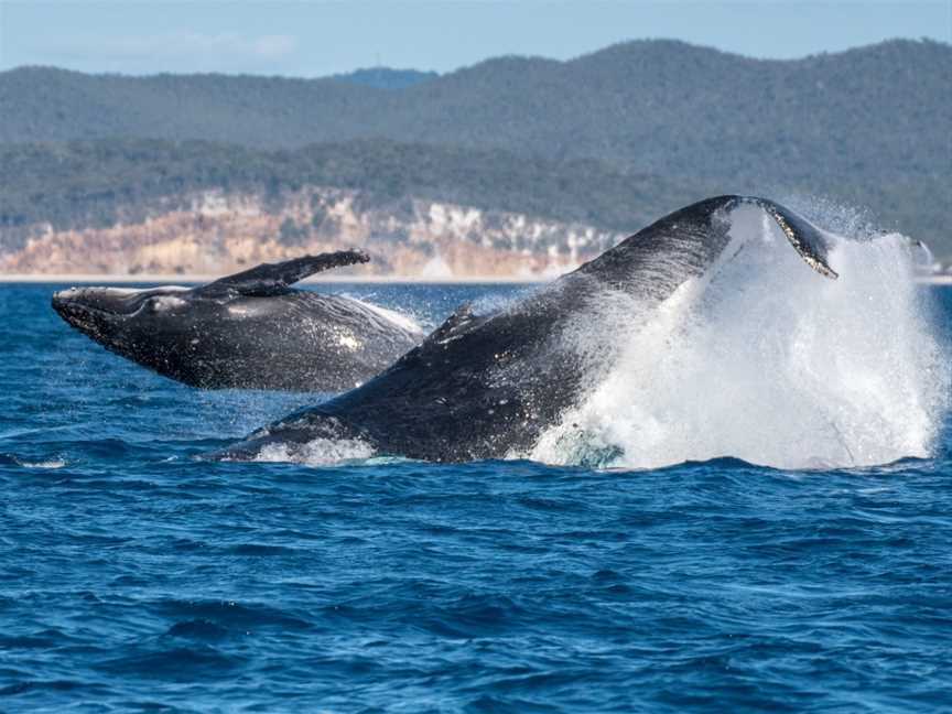 Hervey Bay Whale Watch Quick Cat II, Urangan, QLD