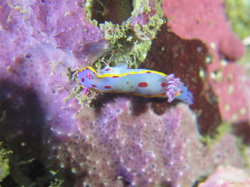 Batemans Bay Dive Adventures, Batemans Bay, NSW