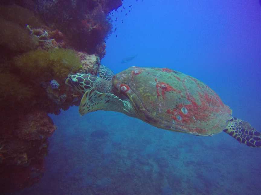 Pleasure Divers Magnetic Island, Magnetic Island, QLD