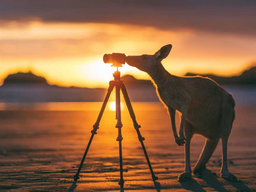 Cape Hillsborough Sunrise with the Wallabies, Cape Hillsborough, QLD