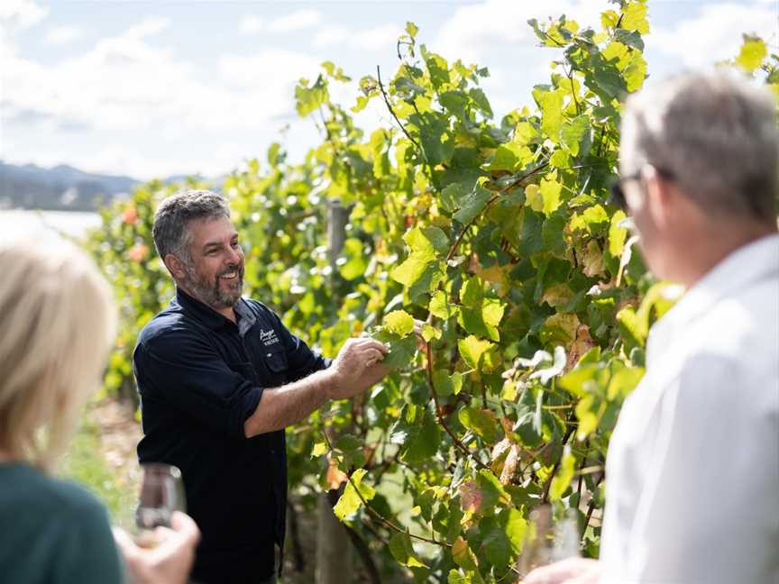 Wine in the Vines - Bangor Vineyard Tour, Dunalley, TAS