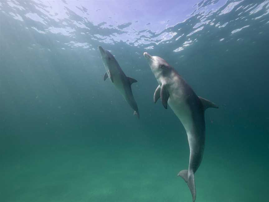 Research and Discovery Coastal Tours, Kangaroo Island, Stokes Bay, SA