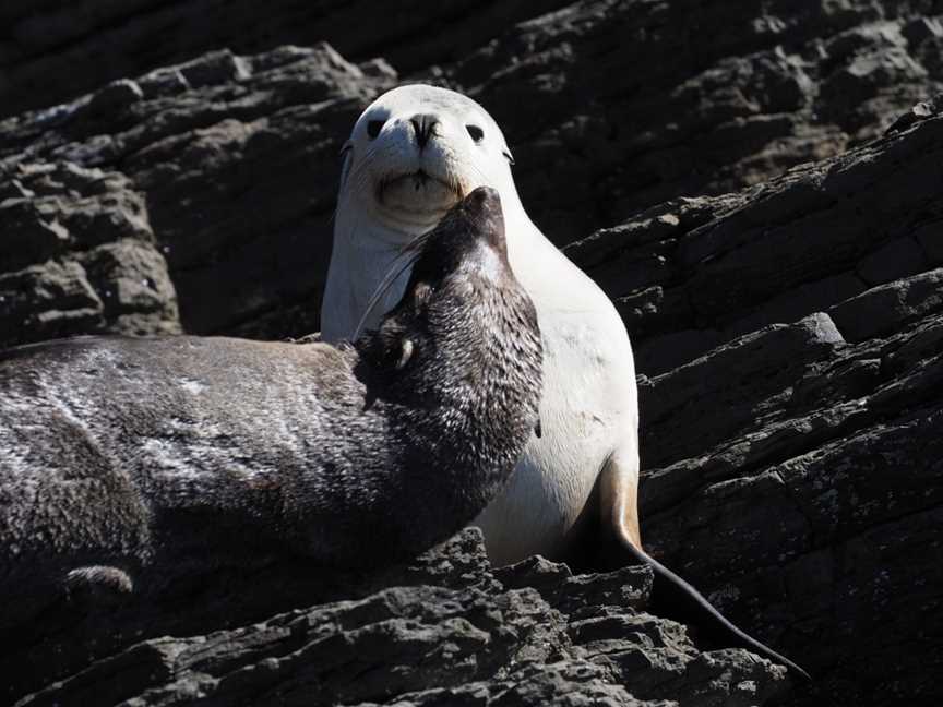 Research and Discovery Coastal Tours, Kangaroo Island, Stokes Bay, SA