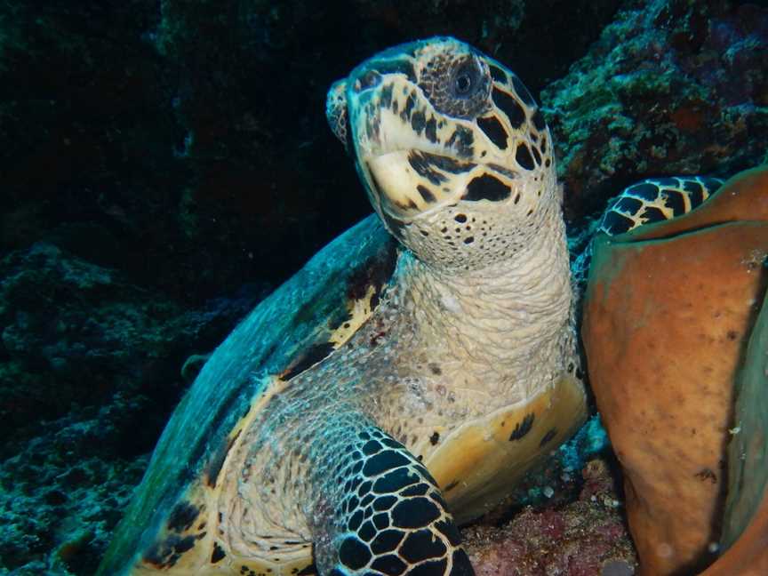 Pilbara Dive and Tours, Pegs Creek, WA