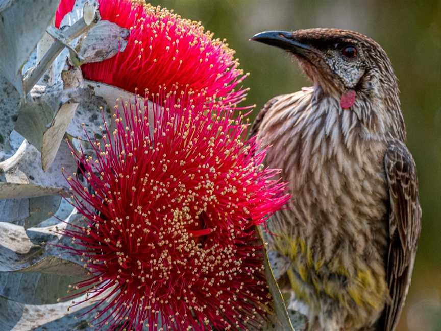 Capture Canberra Photography Tours, PHILLIP, ACT