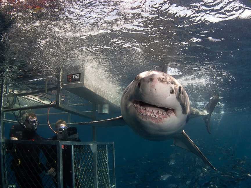 Rodney Fox Shark Expedition, Port Lincoln, SA