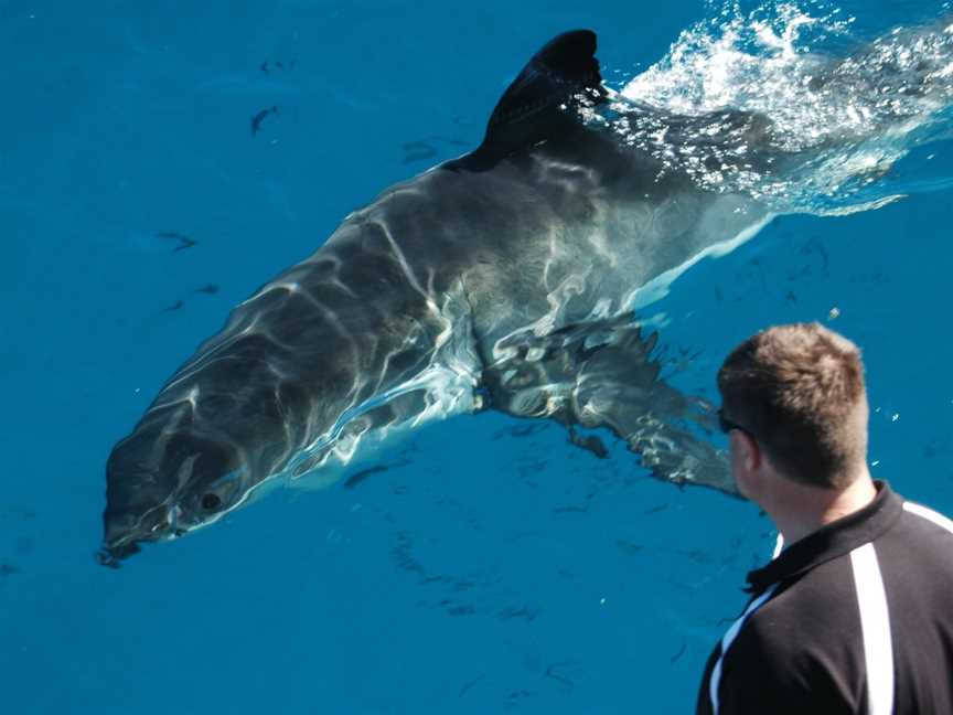 Rodney Fox Shark Expedition, Port Lincoln, SA