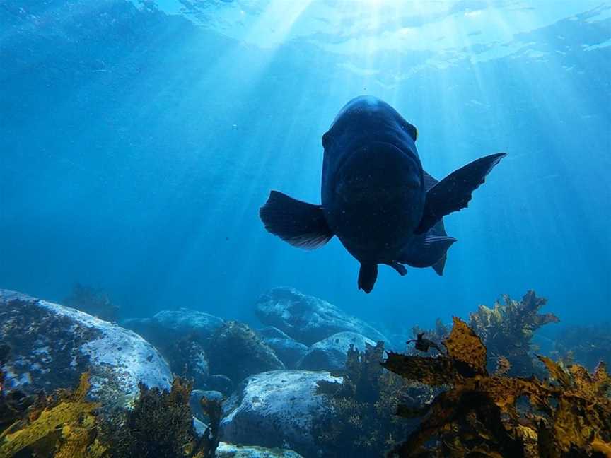 Sydney Underwater Scooter Tours, Eastgardens, NSW