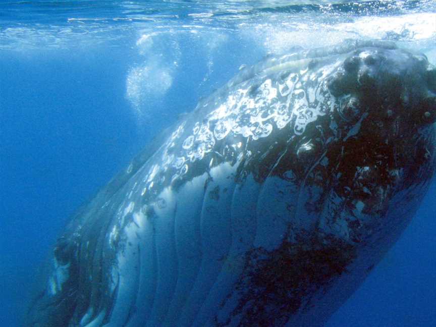 Spirit Of Hervey Bay Whale Watching Cruises, Urangan, QLD