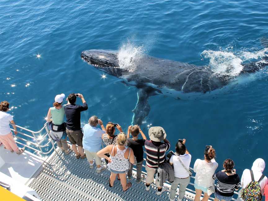 Spirit Of Hervey Bay Whale Watching Cruises, Urangan, QLD