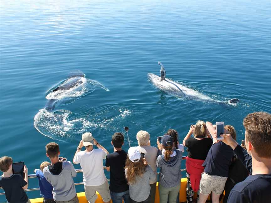 Spirit Of Hervey Bay Whale Watching Cruises, Urangan, QLD