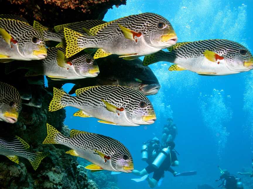 Blue Dive, Port Douglas, QLD