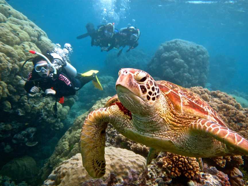 Blue Dive, Port Douglas, QLD