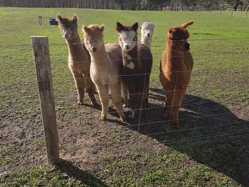 Alpaca walks in the Barossa, Cromer, SA