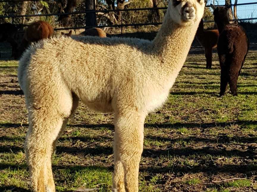 Alpaca walks in the Barossa, Cromer, SA