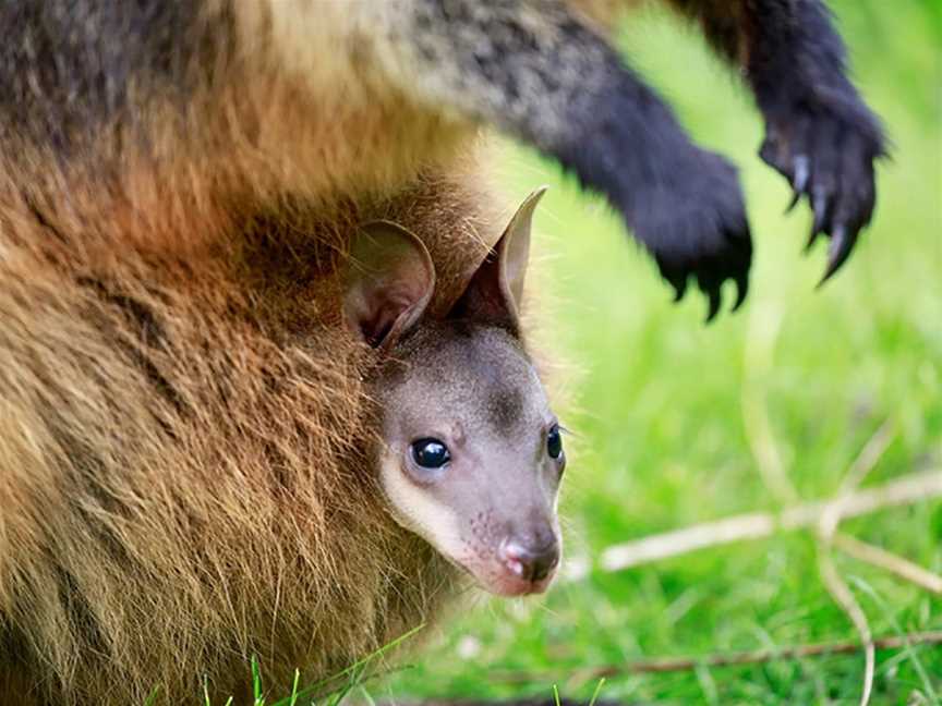 VIP Sanctuary Tour at Healesville Sanctuary, Healesville, VIC