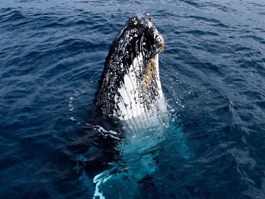 Wildlife Coast Cruises, Port Welshpool, VIC