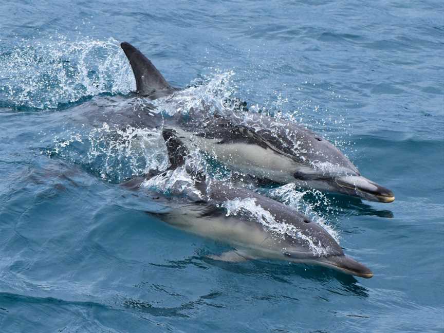 Wildlife Coast Cruises, Port Welshpool, VIC