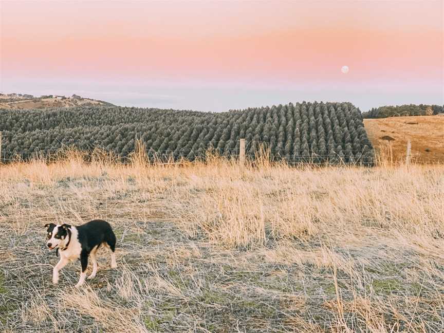 Lessismore Farm Experiences, Myponga Beach, SA