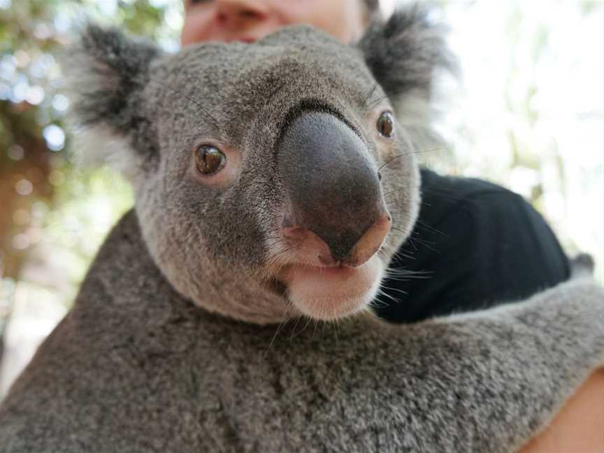 Bungalow Bay Wildlife Experience, Magnetic Island, QLD